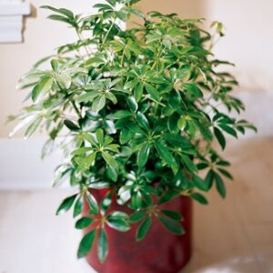 The FTD® Schefflera Arboricola