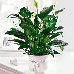 The FTD® Comfort Planter