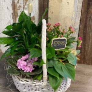 A Hint of Pink Basket Planter
