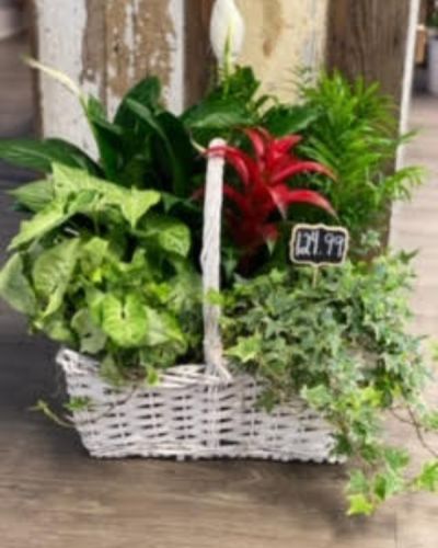 This wonderful plant is perfect for any occasion, the ideal combination of greenery with a burst of color.