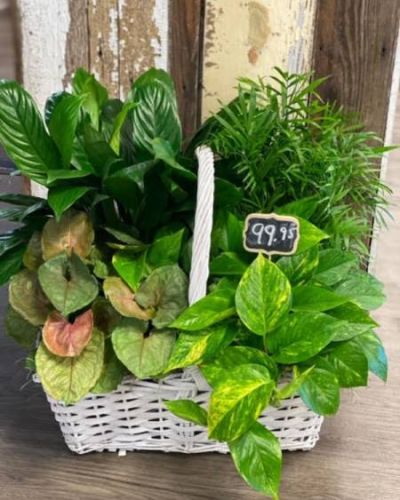 This wondrous assortment of lush greenery will show just how much you care.
