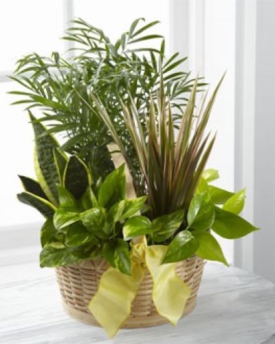 The FTD&reg; French Garden&trade; employs lush, green plants to create a gift ideal for any of life's special occasions. Containing a varied assortment of 6 green plants, this dish garden arrives presented in a natural round woodchip basket accented with a yellow wired taffeta ribbon to create a wonderful way to send your sentiments across the miles.