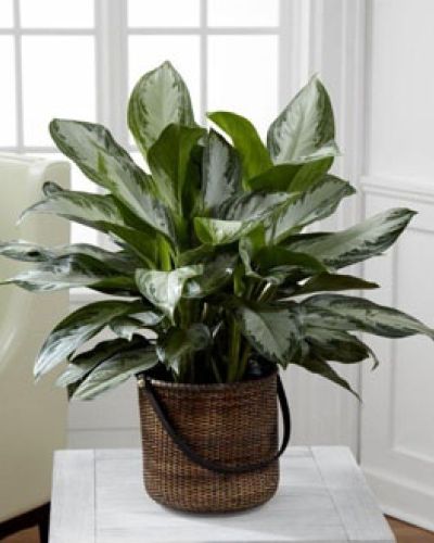 The FTD&reg; Chinese Evergreen is a popular indoor plant, known for its exquisite lush variegated foliage and easy to care for disposition. This beautiful green plant arrives presented in a round stained handled basket to give it a natural look making it an elegant addition to any space. 10" plant.