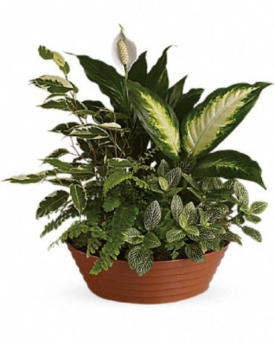 <div class="m-pdp-tabs-description">
<div id="mark-1" class="m-pdp-tabs-marketing-description">White is just right, especially when delivered in a field of green. This beautiful gift is a garden of delights. Perfectly at home inside a home or office, it's a great gift for all reasons and seasons.</div>
</div>
<p id="arrngDescp">A white hypoestes is joined by green dieffenbachia, spathipyhllum, ficus and Boston fern that's delivered in a beautiful plastic dish.</p>