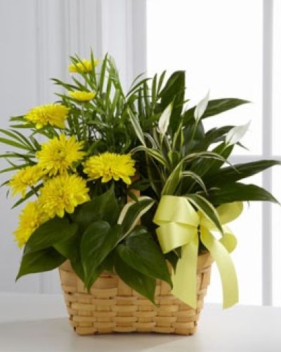<p>The FTD® Loving Light™ Dishgarden is a ray of hope and a beautiful symbol of eternal life offered through our finest collection of plants. A palm plant, peace lily plant, dracaena plant and philodendron plant create an exquisite look when brought together in a 7-inch natural woodchip basket and accented with stems of bright yellow chrysanthemums. Adorned with a yellow satin ribbon, this gorgeous dishgarden will bring comfort and extend sympathy throughout the months ahead.</p>