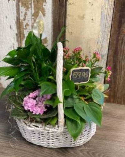 This wonderful planter is the perfect display of greenery with a dash of color.